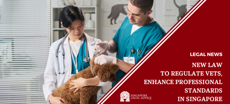 vets treating a dog